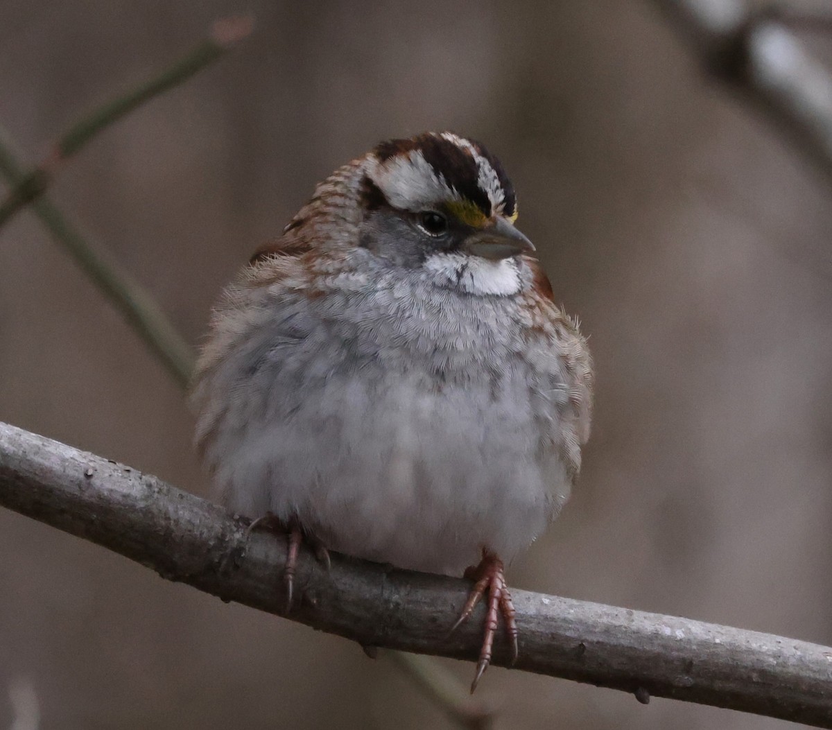 White-throated Sparrow - ML614940328