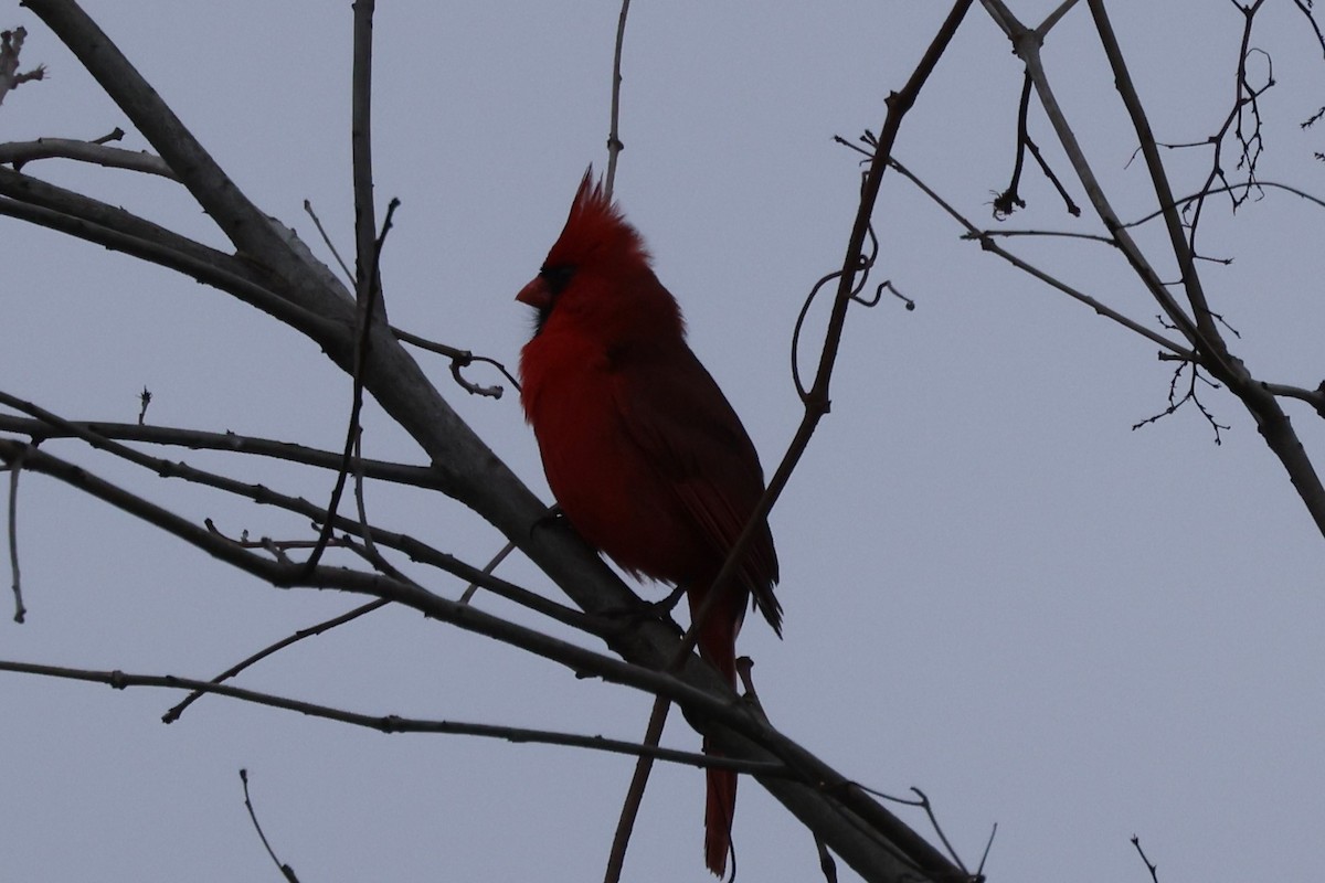 Cardenal Norteño - ML614940338