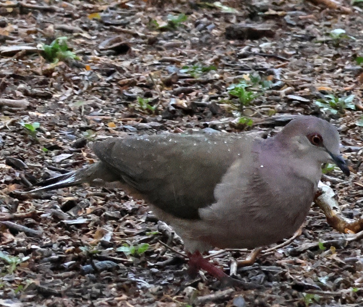 White-tipped Dove - ML614940385