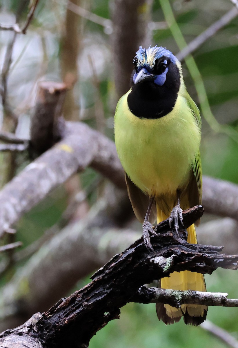 Green Jay - ML614940389