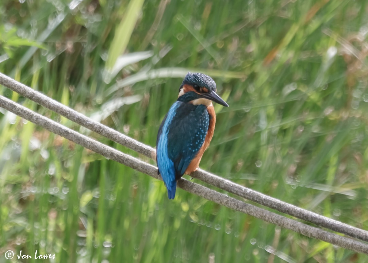 Common Kingfisher (Common) - ML614940442