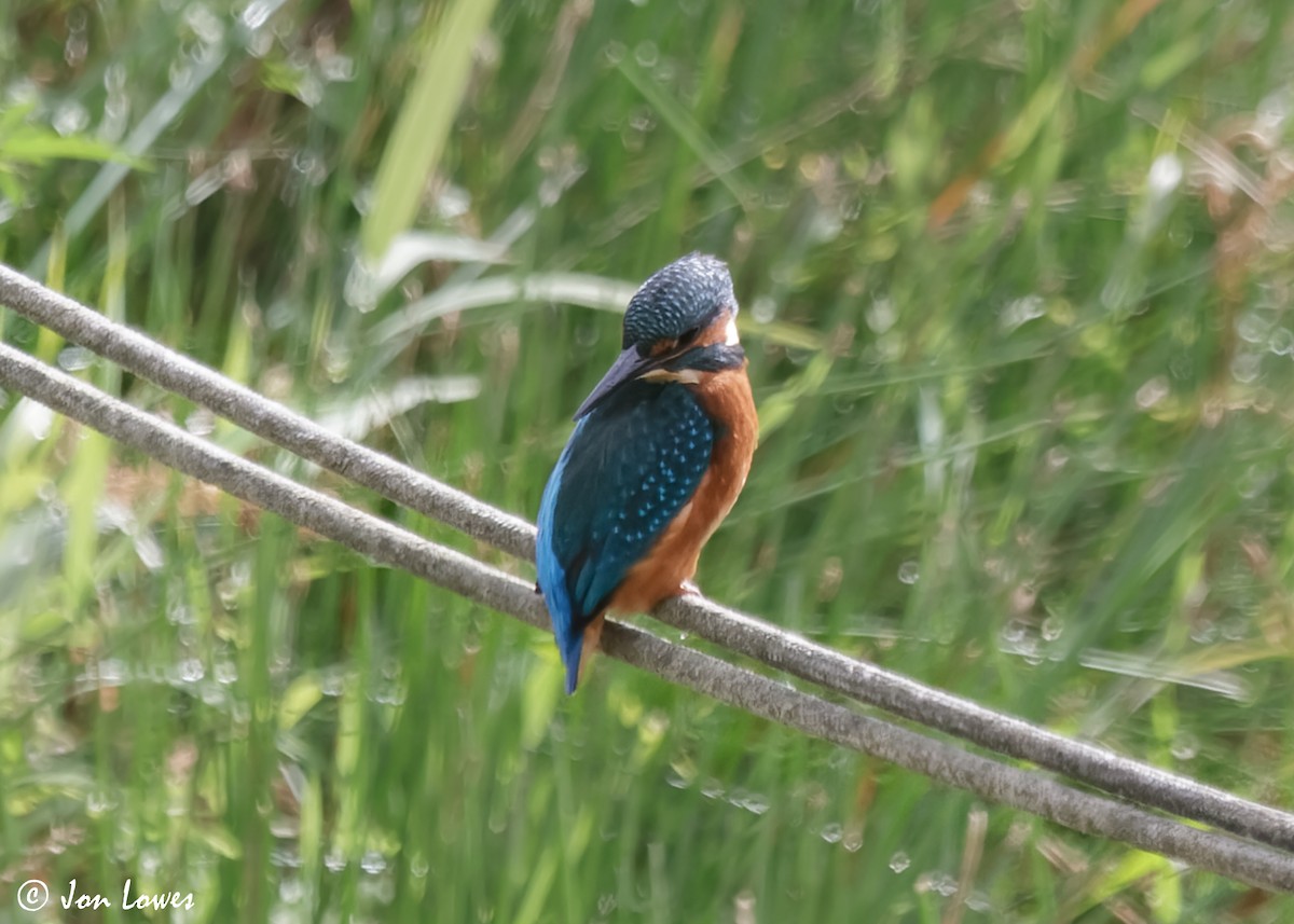 Common Kingfisher (Common) - ML614940443