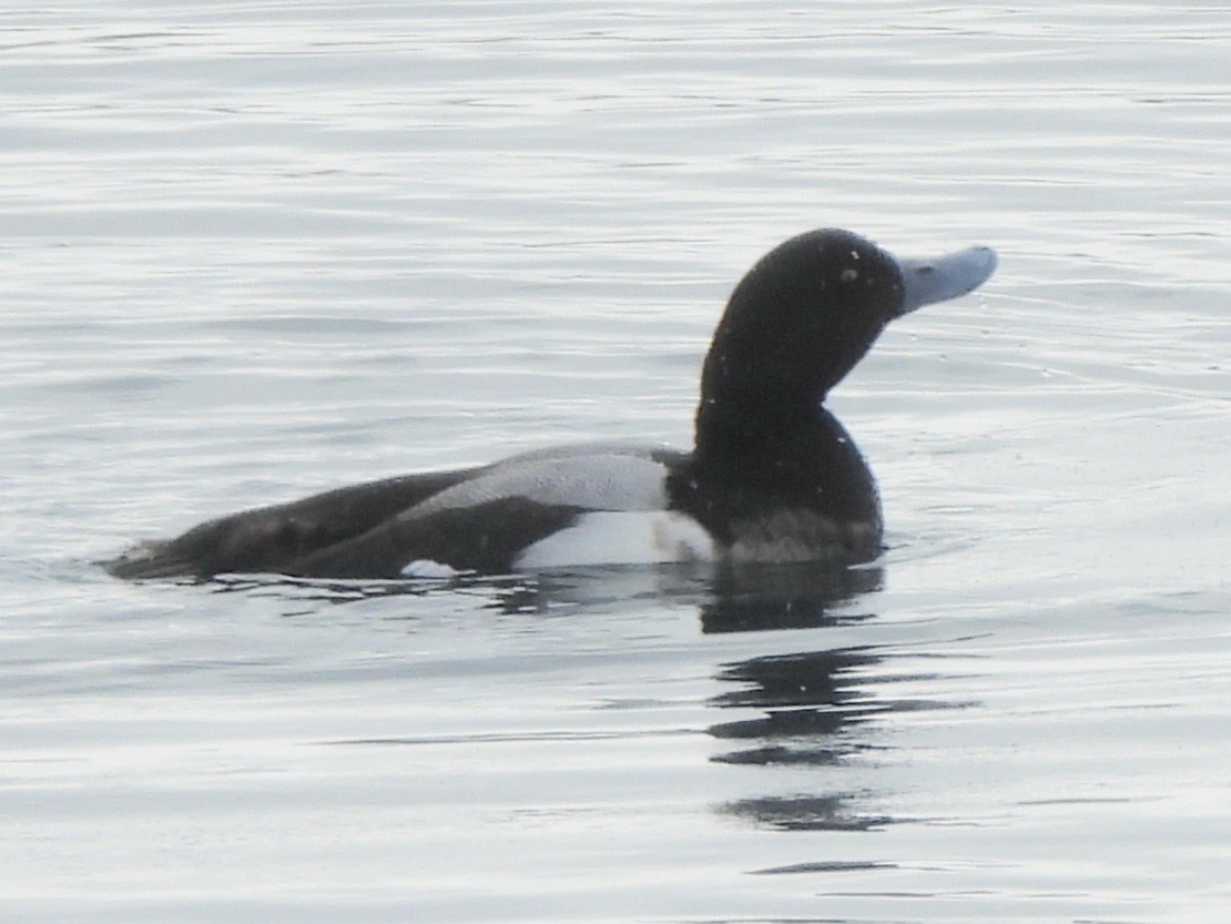 Greater Scaup - ML614940464