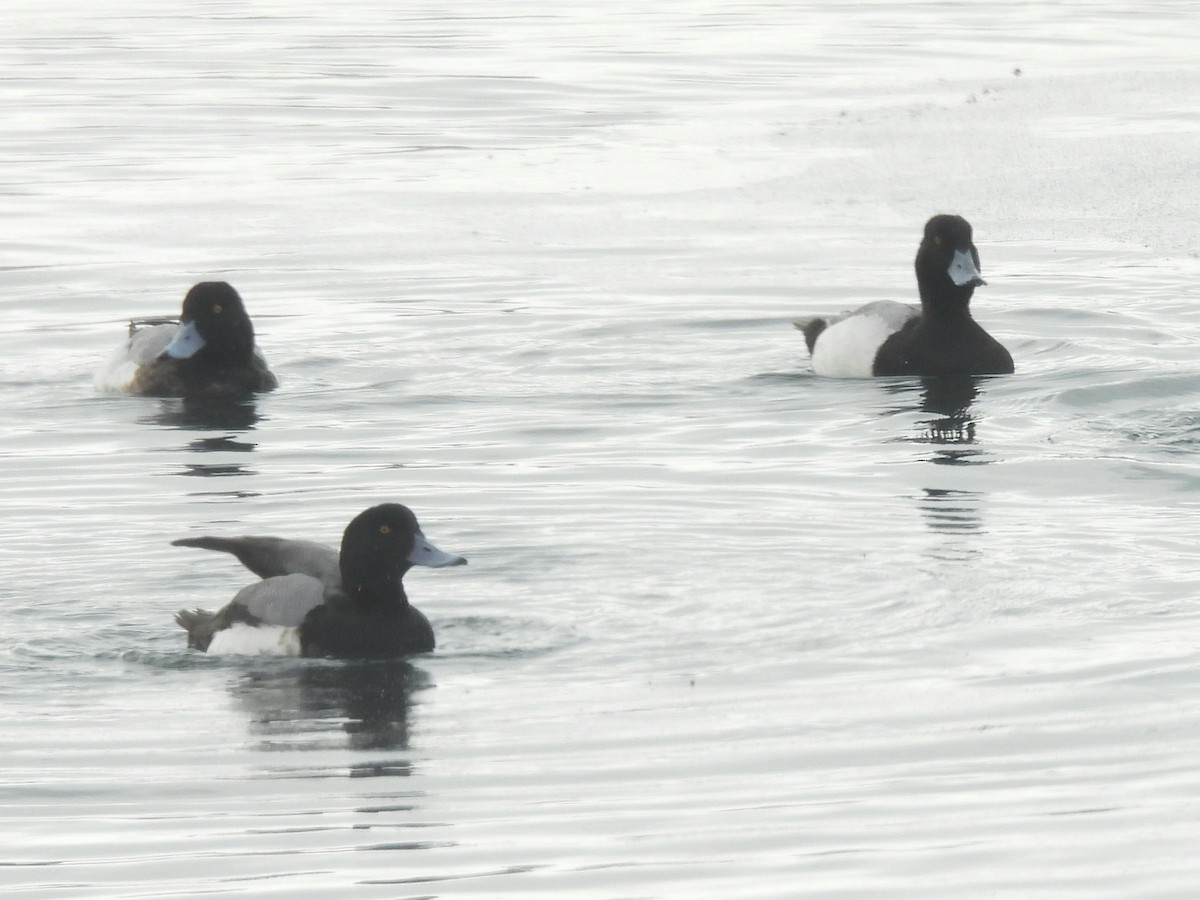 Greater Scaup - ML614940465