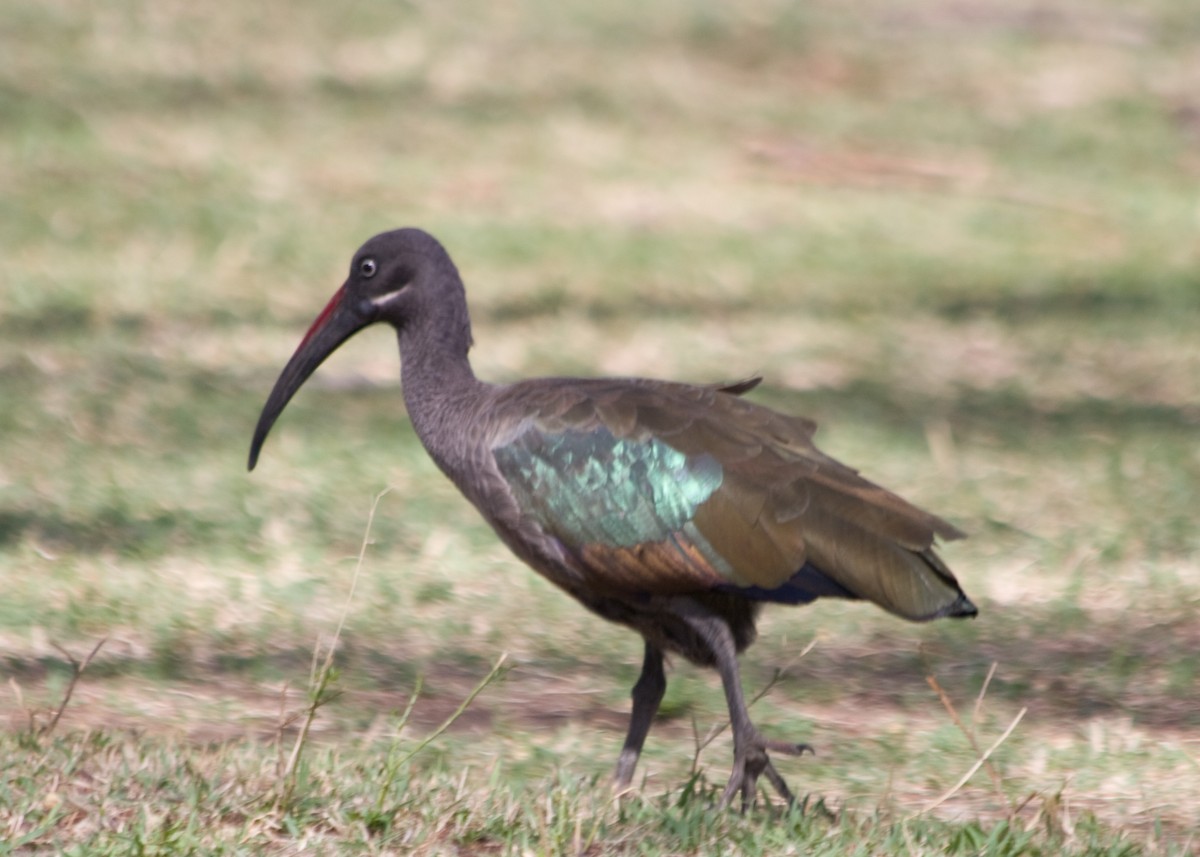 Hadada Ibis - Tim Harrop