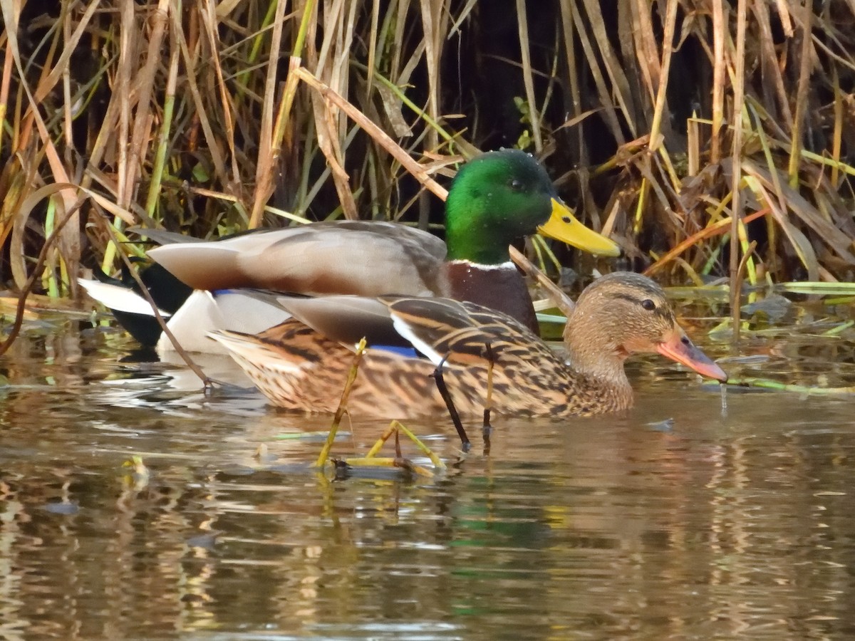 Mallard - ML614940507