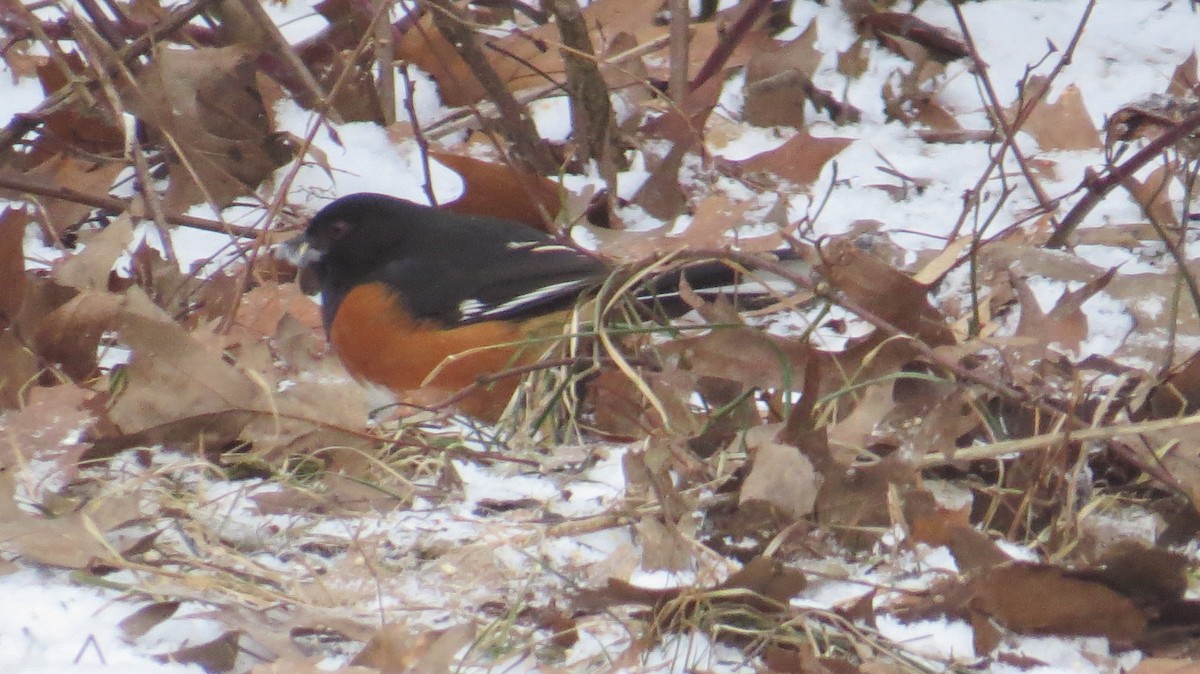 Eastern Towhee - Richard Keith