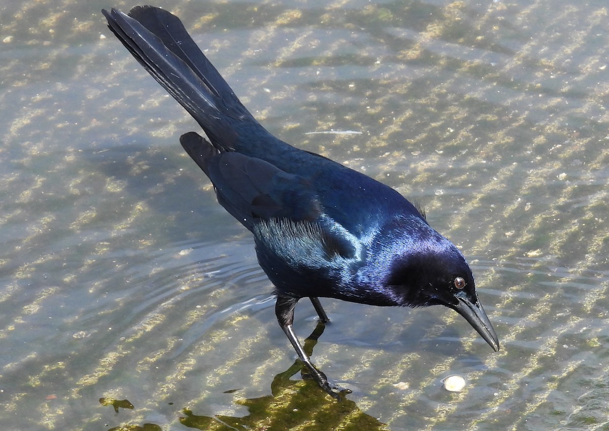 Boat-tailed Grackle - ML614940542