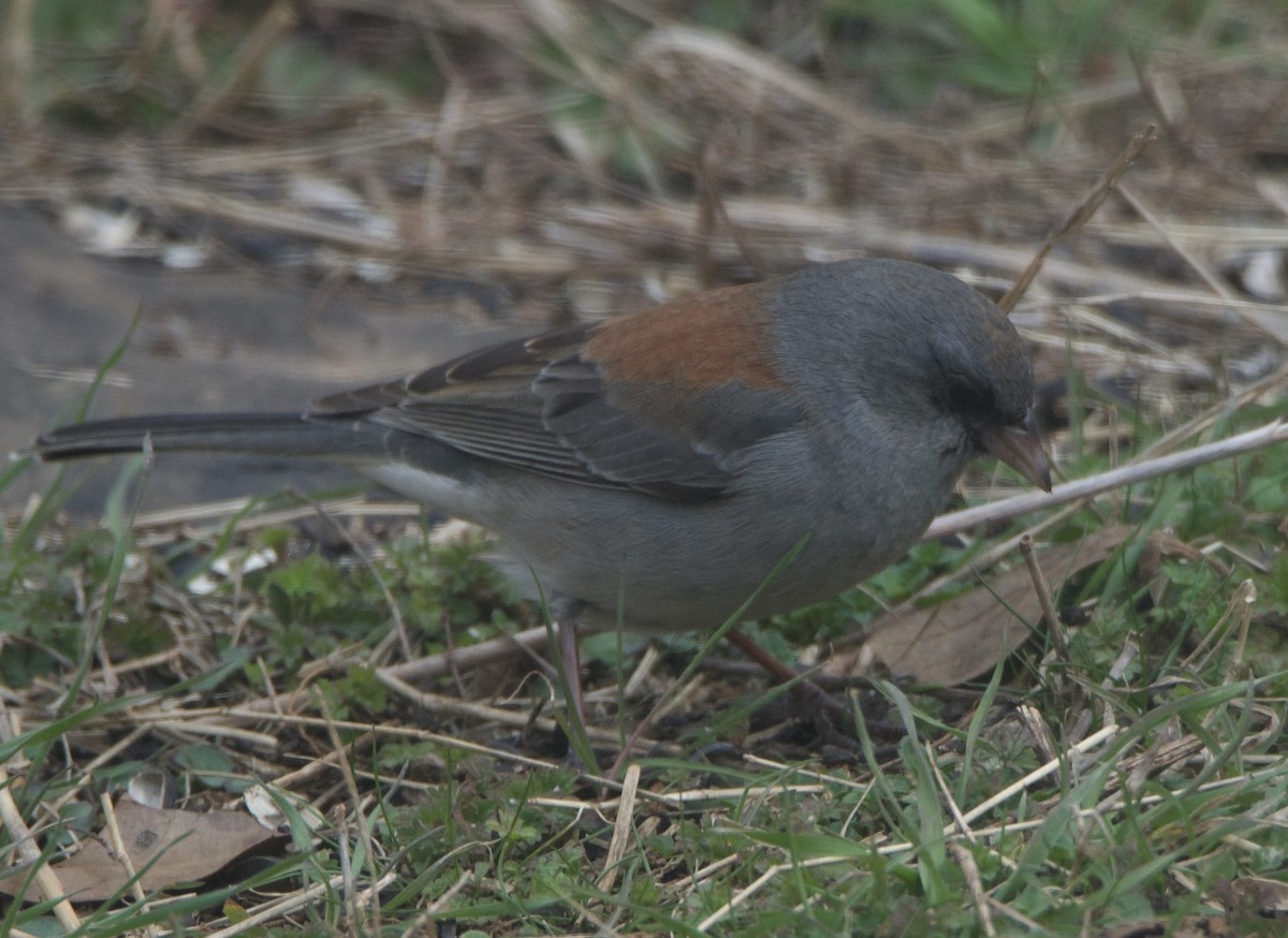 Dark-eyed Junco (Gray-headed) - ML614940555