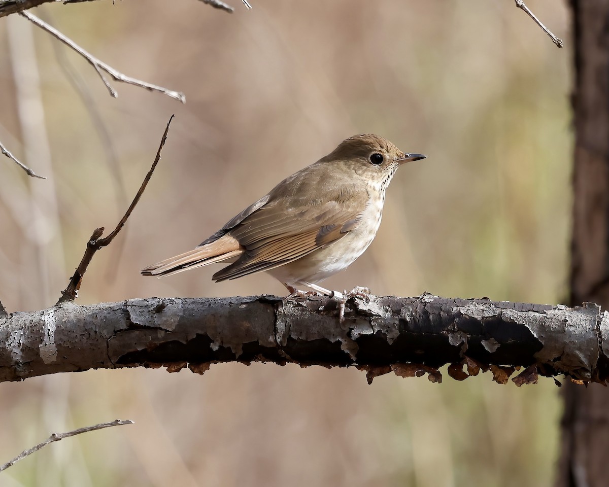 Hermit Thrush - ML614940564