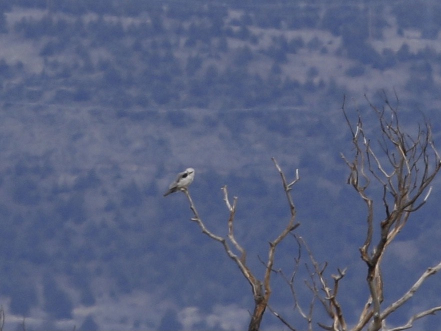 White-tailed Kite - ML614940592