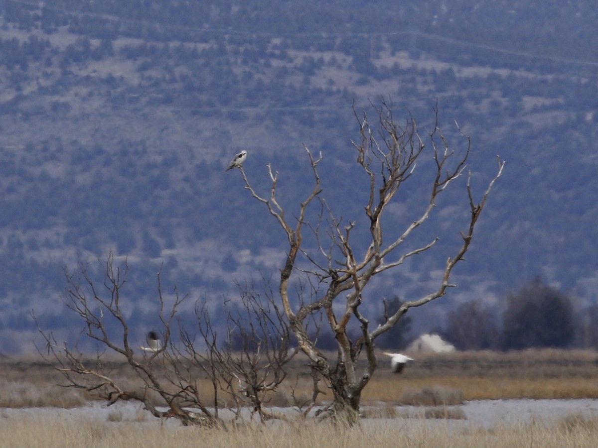 White-tailed Kite - ML614940593