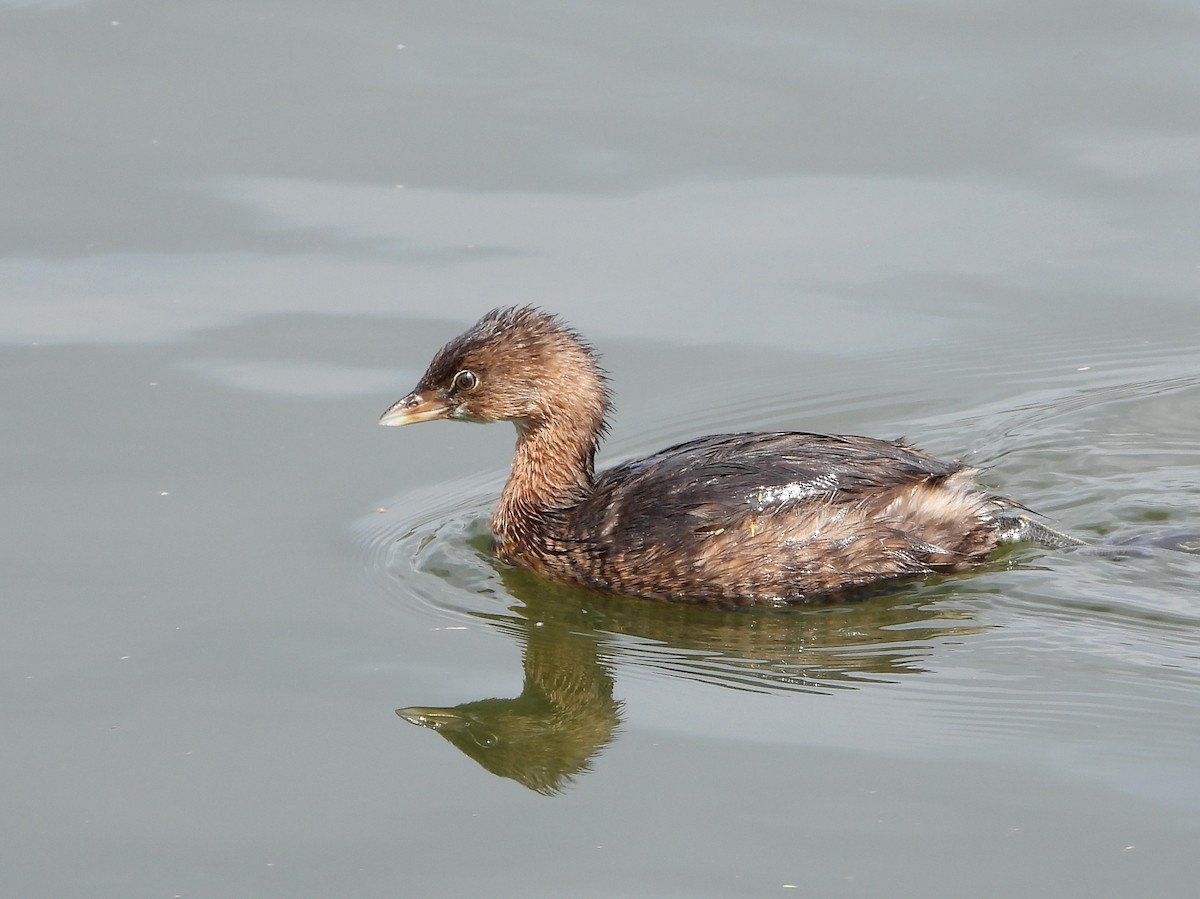 Pied-billed Grebe - ML614940596