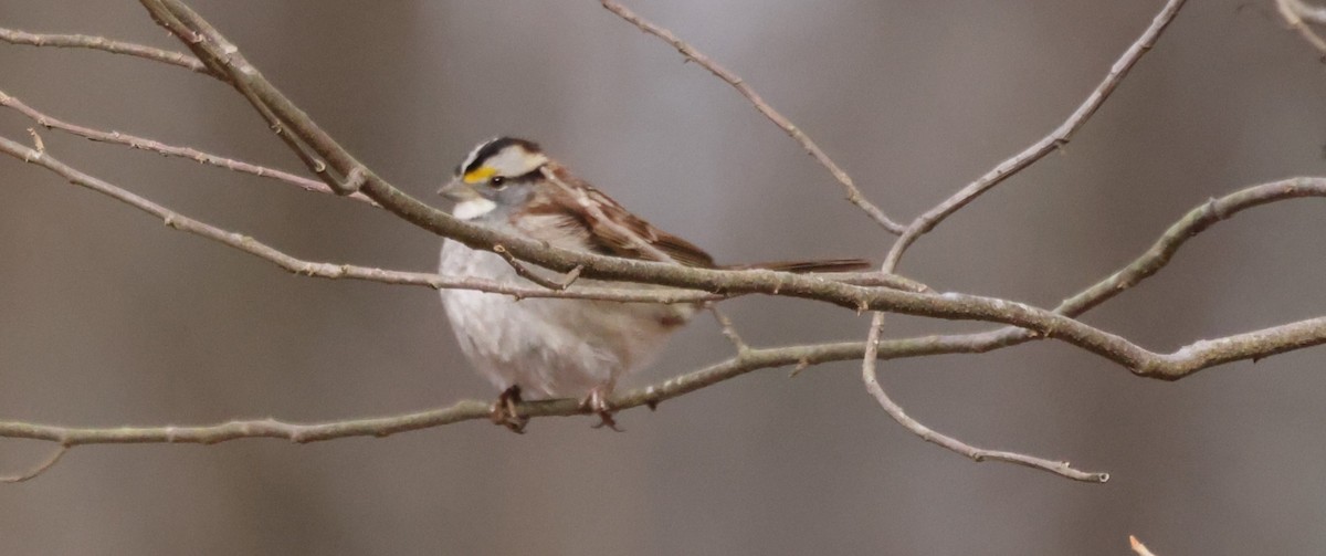 White-throated Sparrow - ML614940654