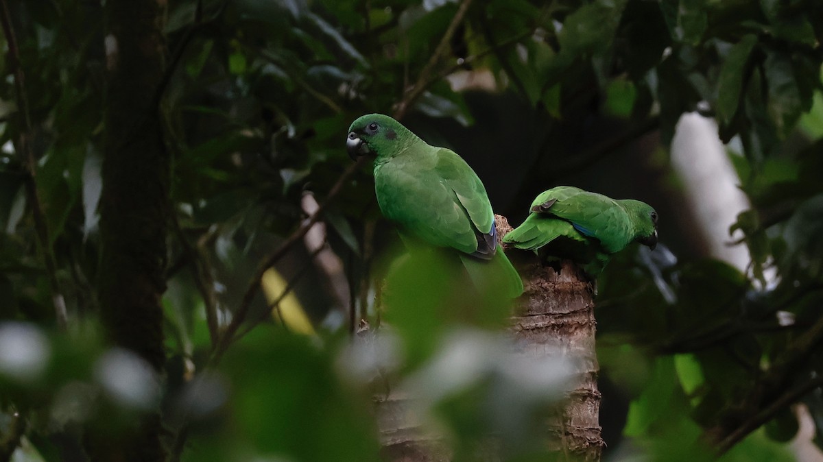 Black-billed Parrot - M A