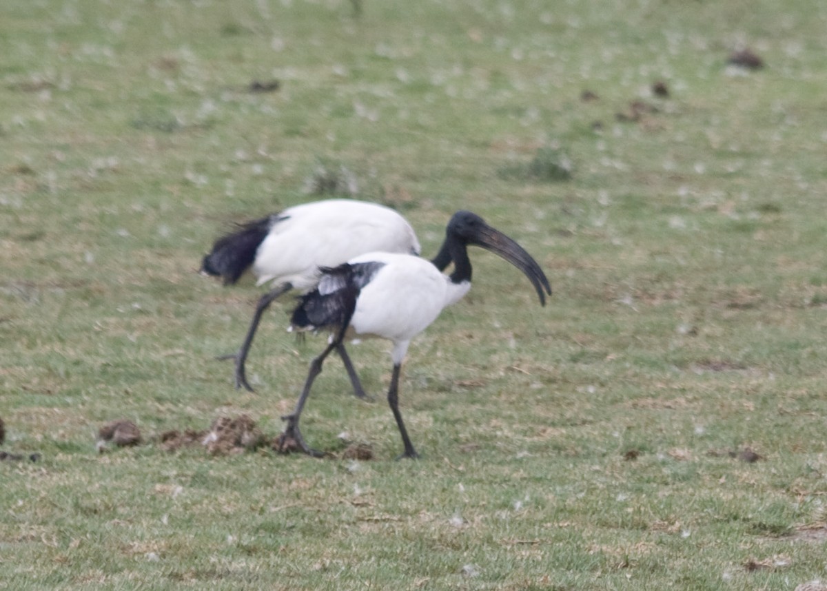 African Sacred Ibis - ML614940690