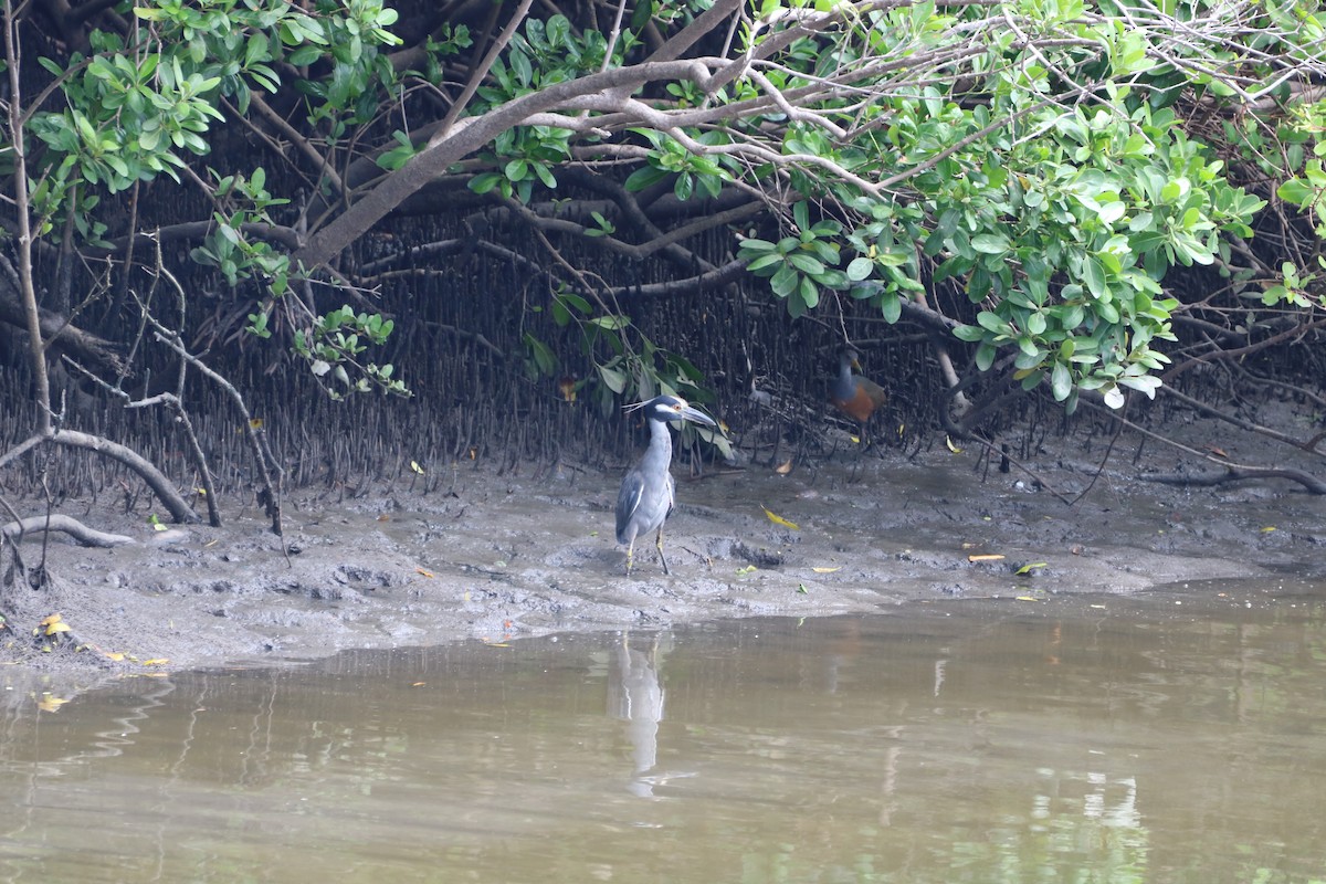 Gray-cowled Wood-Rail - ML614940726