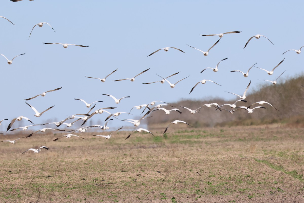 Snow Goose - ML614940728