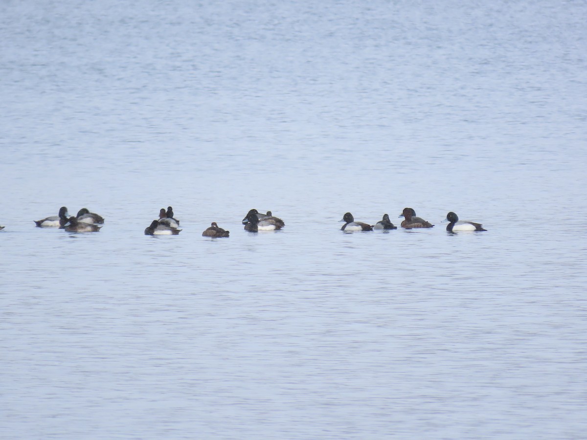 Lesser Scaup - ML614940730