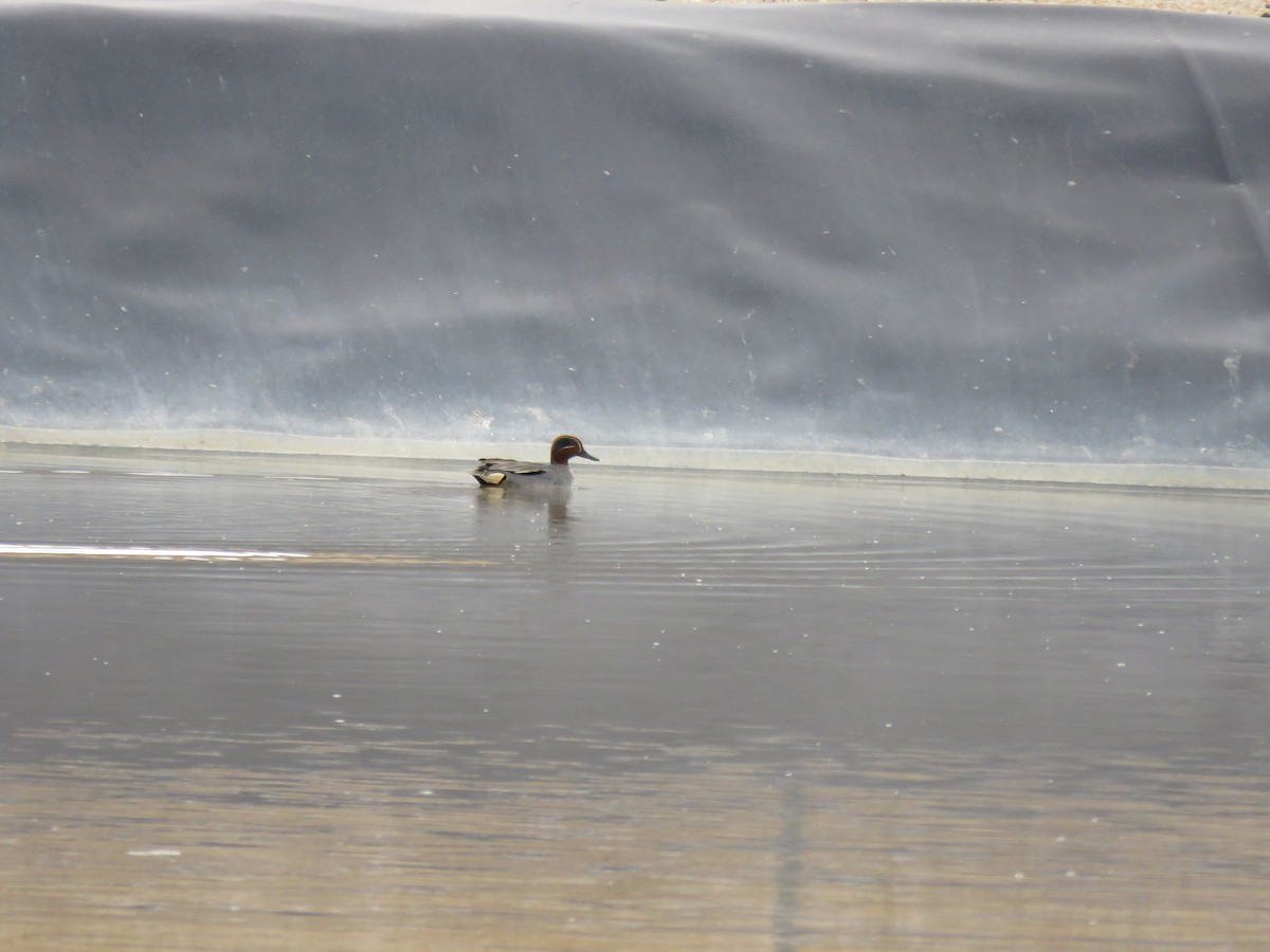 Green-winged Teal - ML614940732