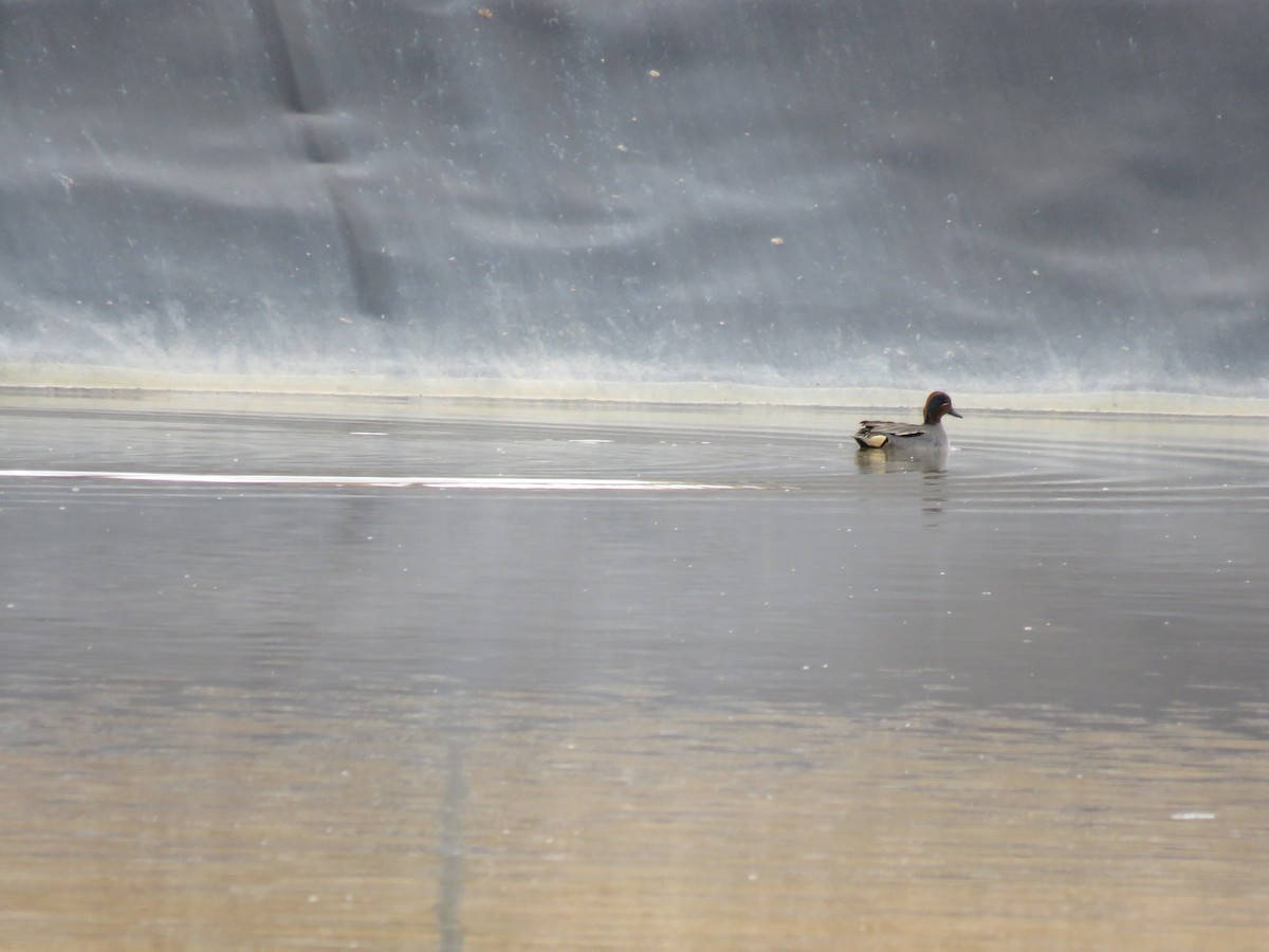 Green-winged Teal - ML614940733