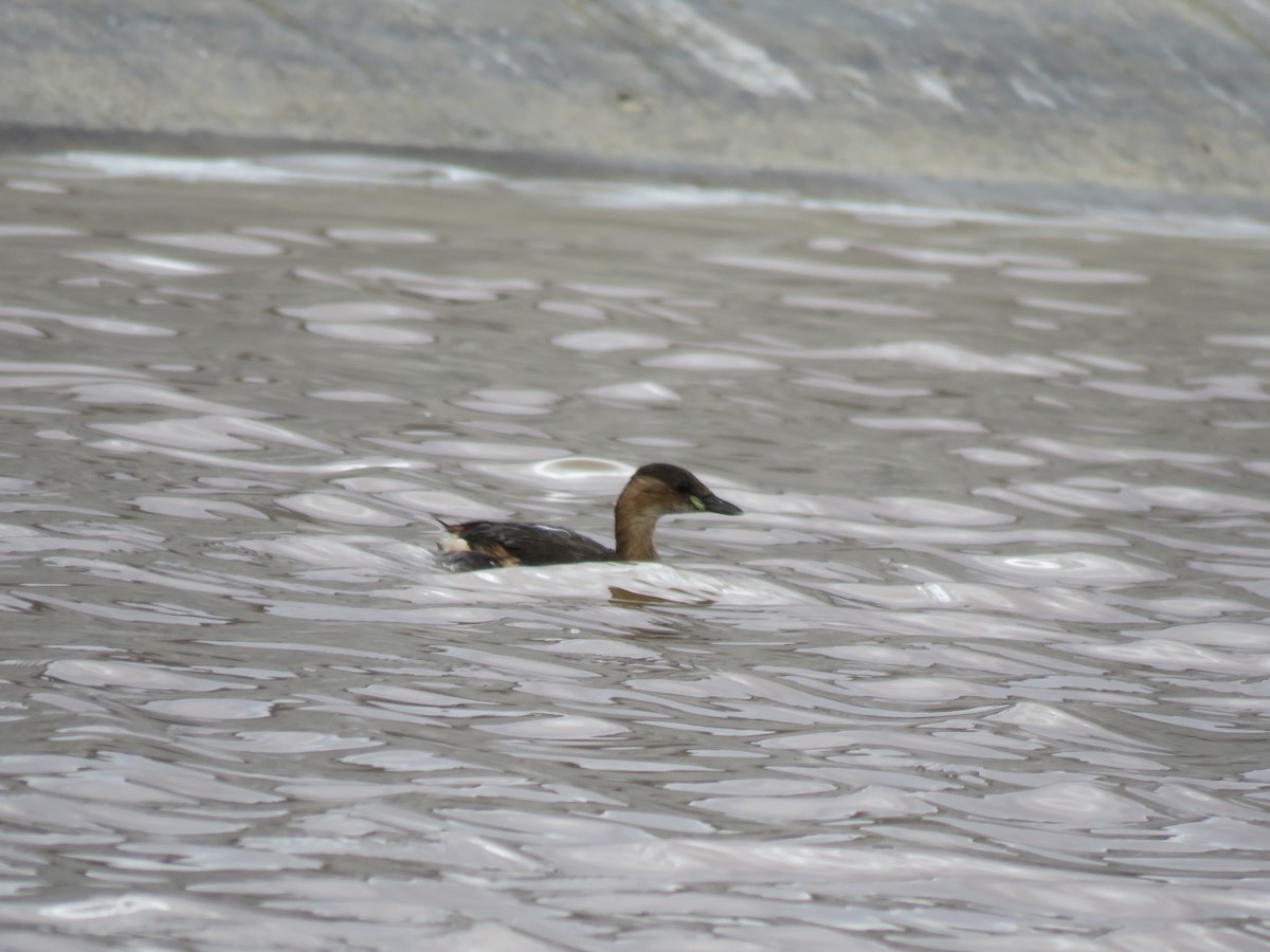 Little Grebe - ML614940749