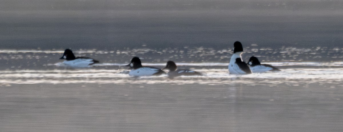 Common Goldeneye - ML614940776