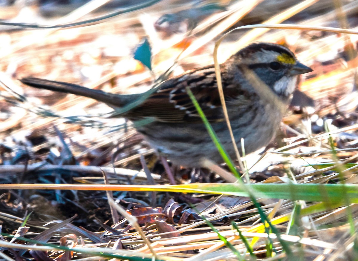 White-throated Sparrow - ML614940848