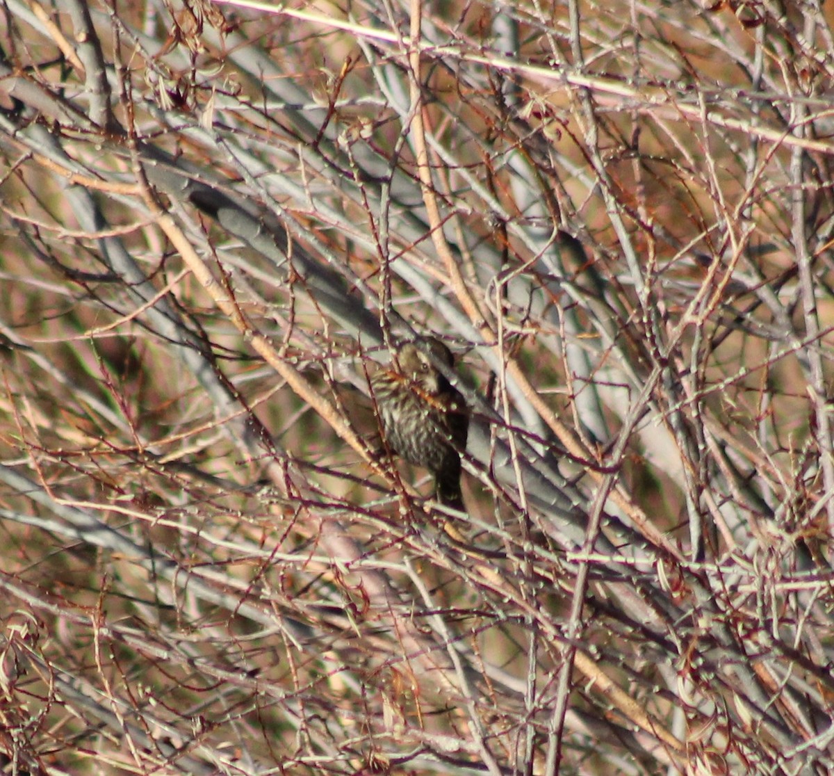 Spotted Towhee - ML614940893