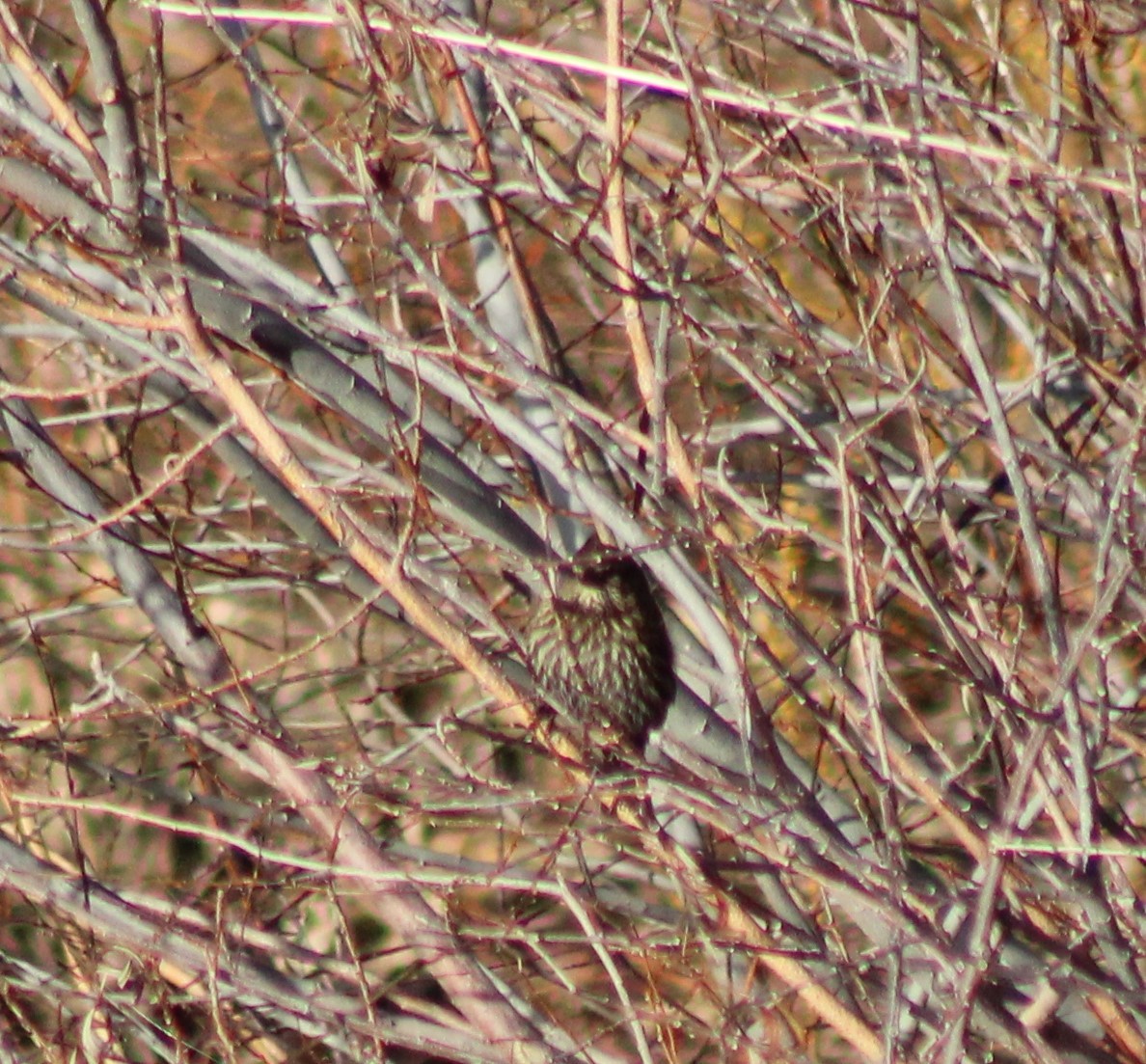 Spotted Towhee - ML614940894