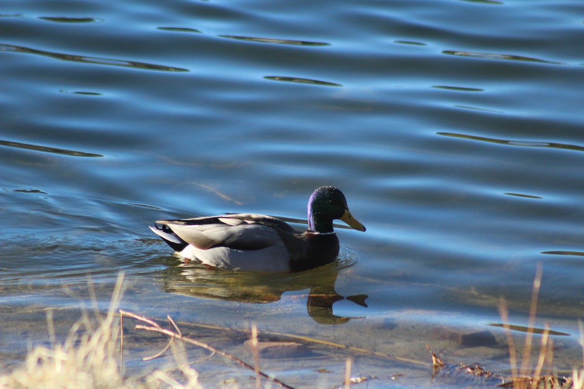 Mallard - Vicky Bonifacio