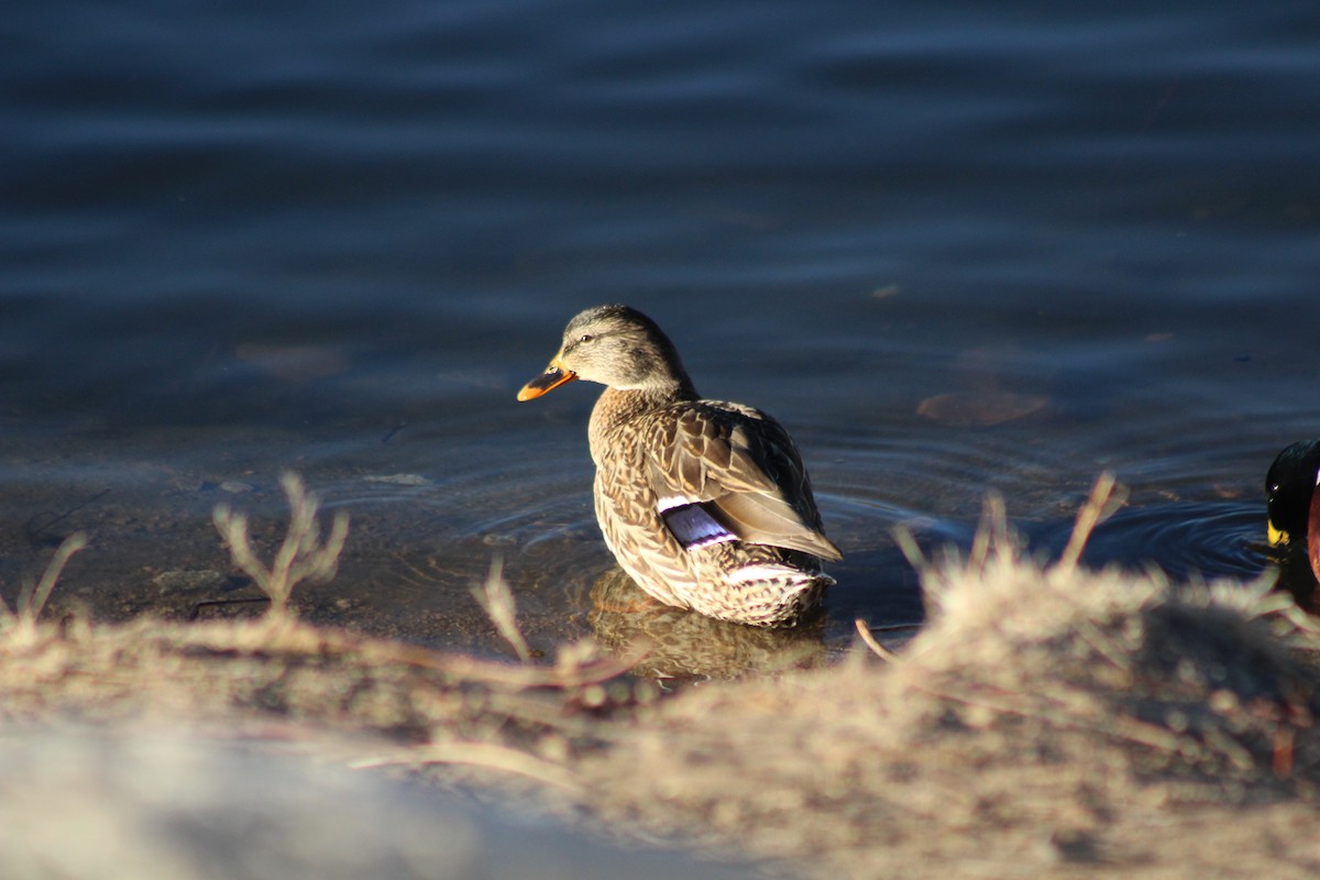 Canard colvert - ML614940915