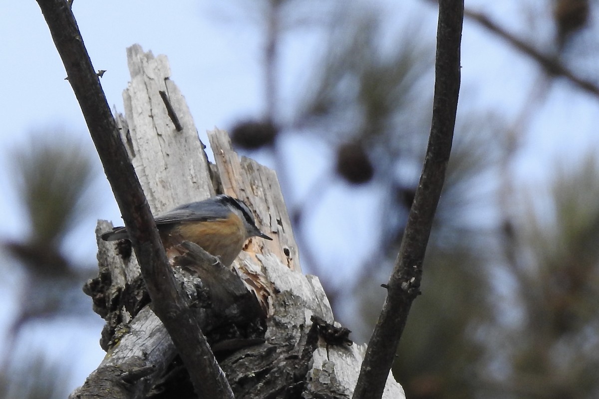 Red-breasted Nuthatch - ML614940928
