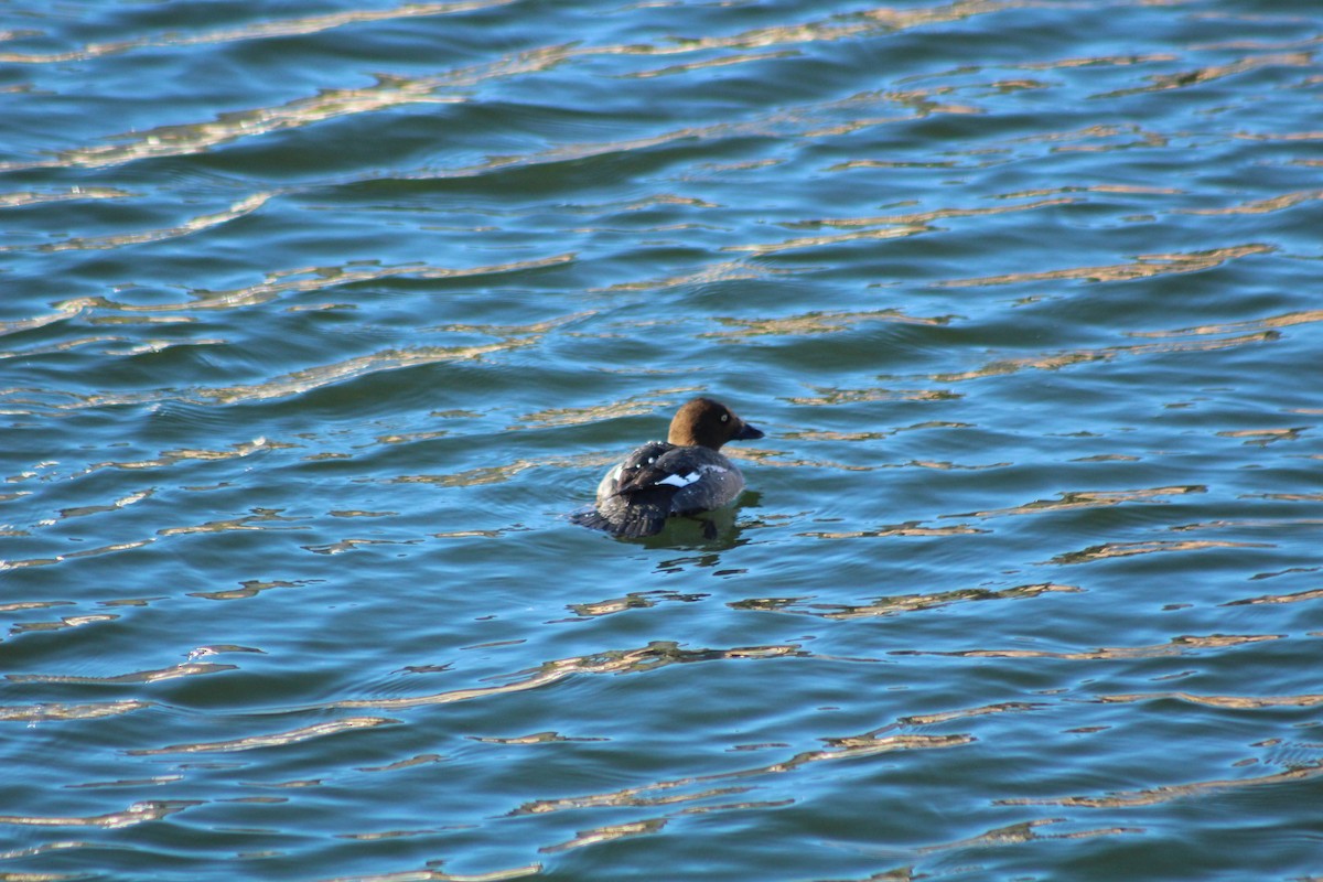 Common Goldeneye - ML614940933