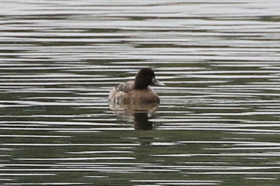 Lesser Scaup - ML614940939