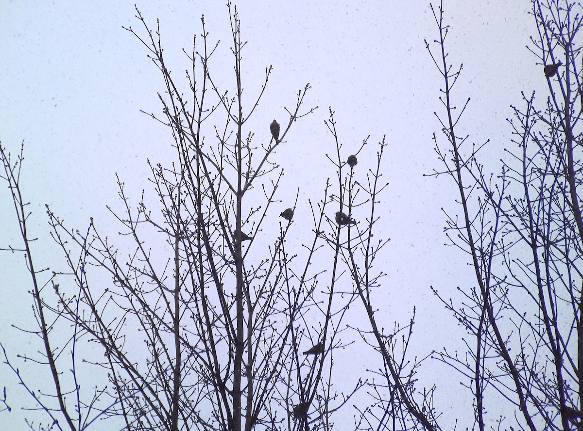 Pine Siskin - Anonymous