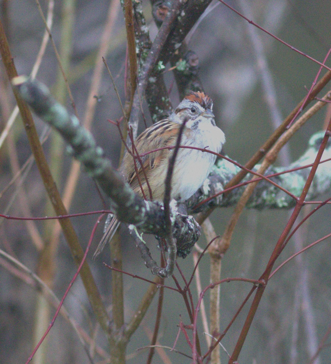 Swamp Sparrow - ML614941026