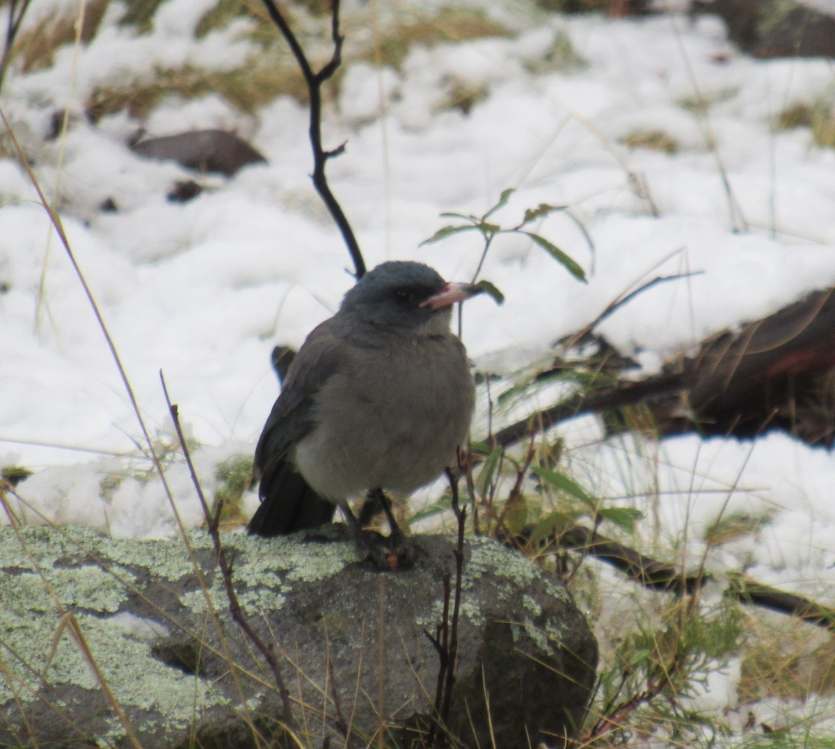 Mexican Jay - Joel Jorgensen