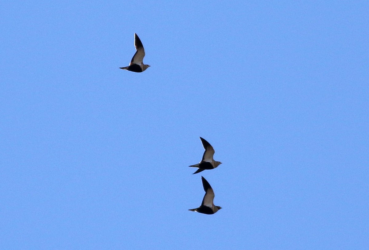 Black-bellied Sandgrouse - ML614941185