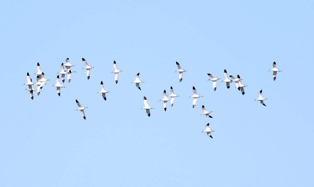 Pied Avocet - ML614941193