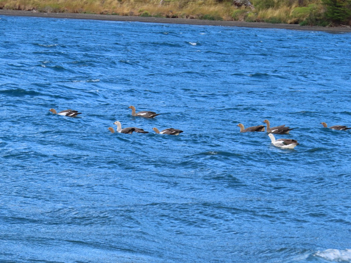 Upland Goose - ML614941199