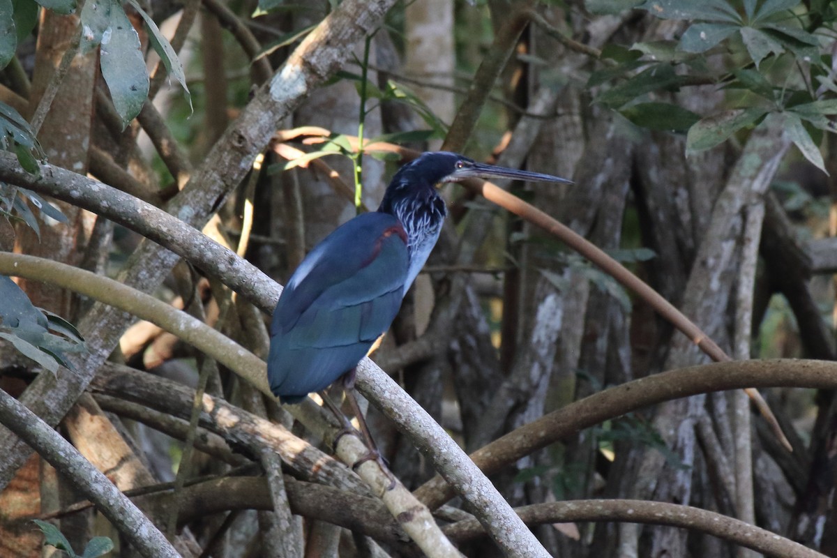 Agami Heron - ML614941229