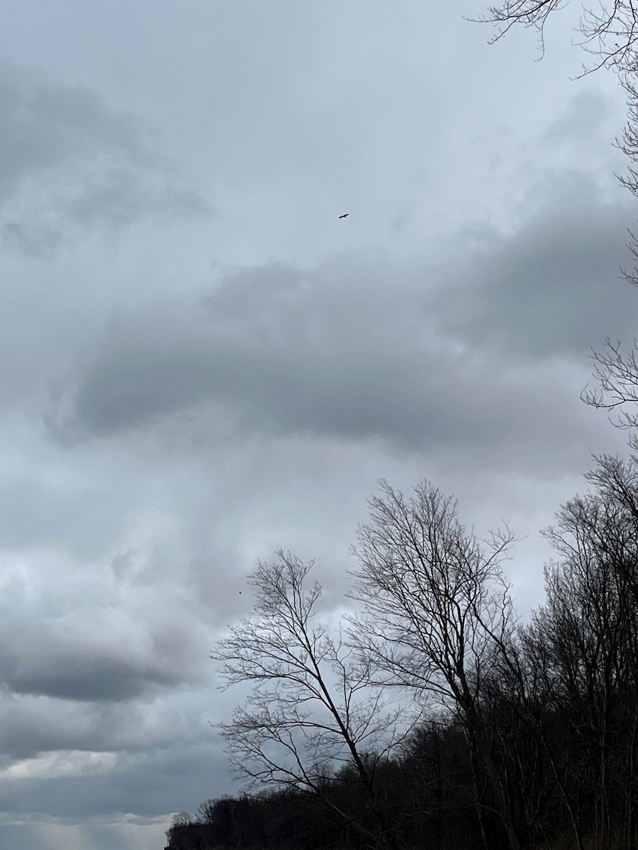 Bald Eagle - ML614941233