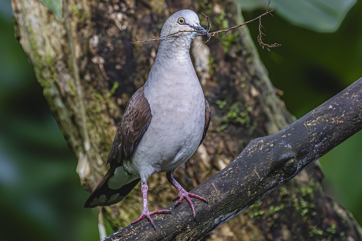 Pallid Dove - ML614941251