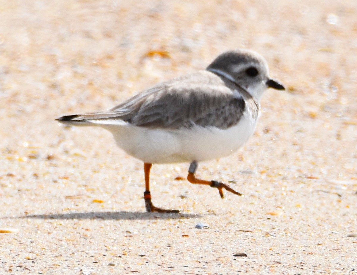 Piping Plover - ML614941283