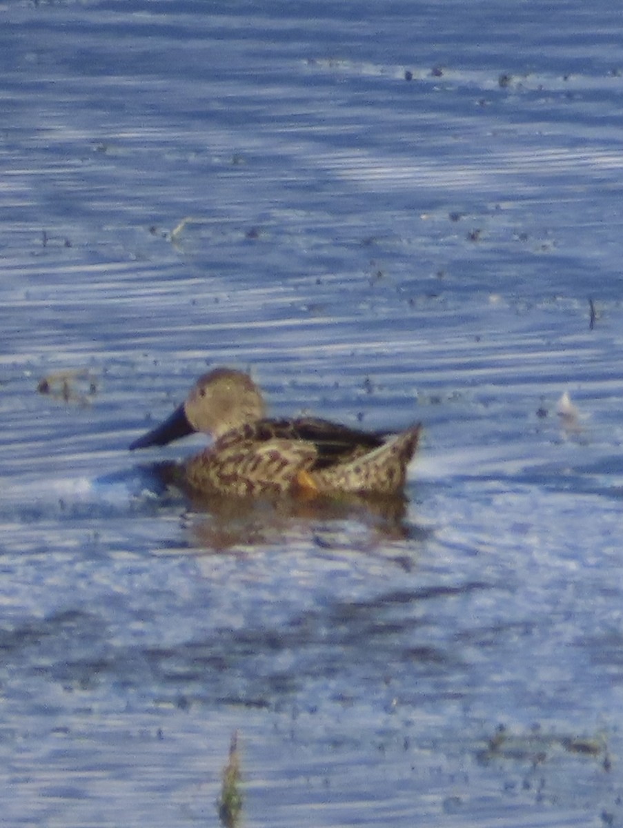 Red Shoveler - ML614941286