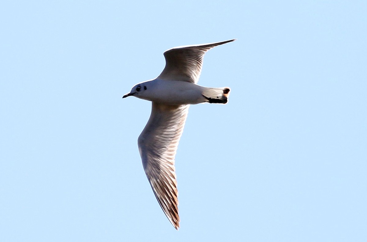Mouette rieuse - ML614941290