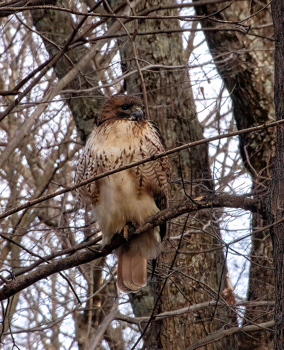 Red-tailed Hawk - ML614941293