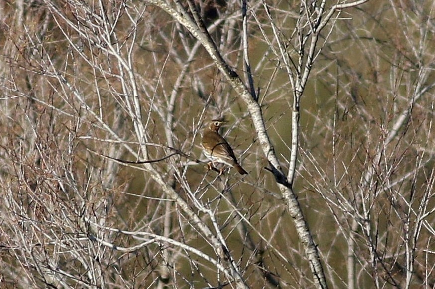 Song Thrush - ML614941390