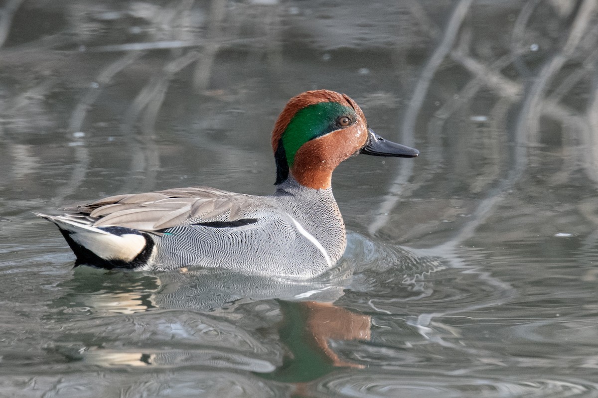 Green-winged Teal - ML614941406